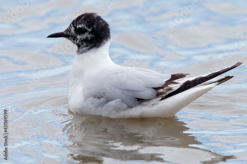 A moulting sub-adult Little Gull (Hydrocoloeus minutus), sitting on water at Titchwell RSPB Reserve, Norfolk, UK. photo