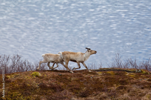 Spring and reindeer in the mountains Br  nn  y Helgeland Nordland county Norway scandinavia Europe