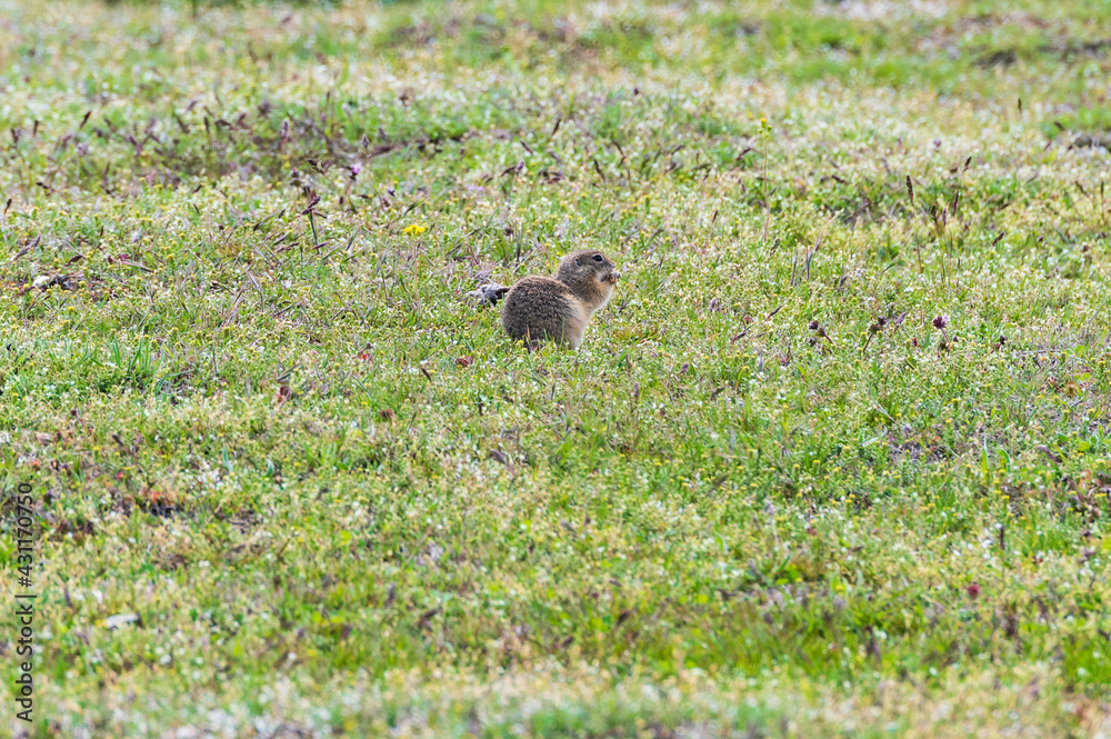 European ground Squirrel on a meadow