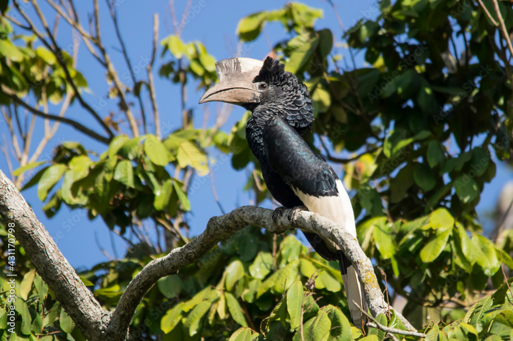 Silvery-cheeked hornbill at Lake Victoria, Uganda Silvery-cheeked hornbill at Lake Victoria, Uganda