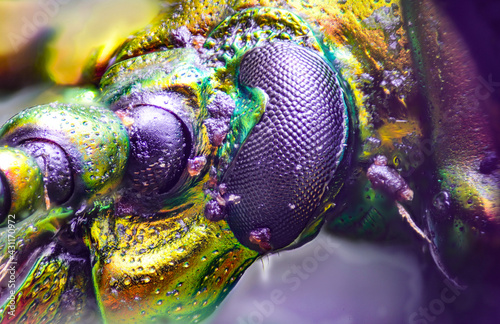 Extreme macro photography, super macro, bug