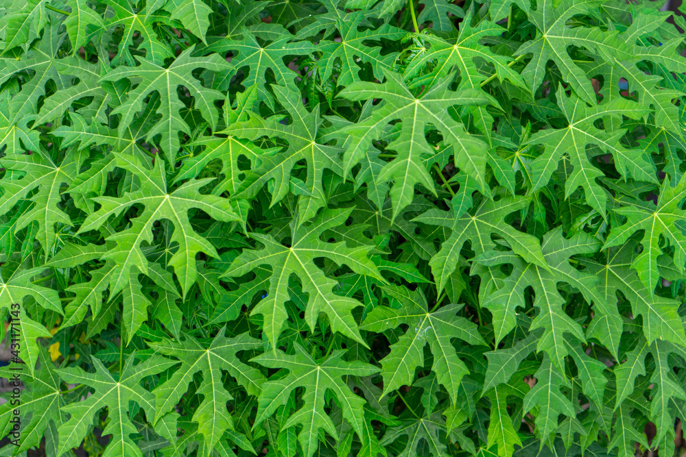 A collection of leaves that looks very green and lush in a tourist park can attract many visitors. A collection of leaves that looks very green and lush in a tourist park can attract many visitors.