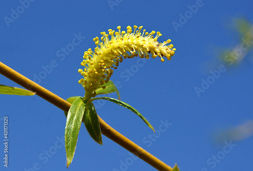 Male flower buds of weeping willow photo