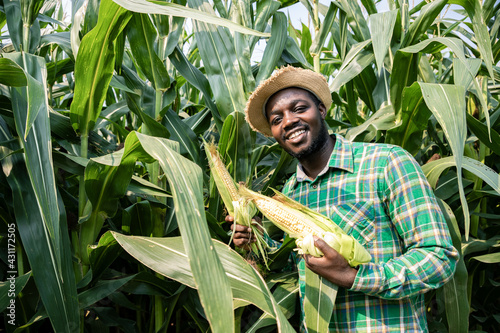 Black Africa American harvesting and peeling corn in corn field. He’s fresh smile and happiness in the evening. Corn products are used to produce food for humans and animals. Agriculture in evening.