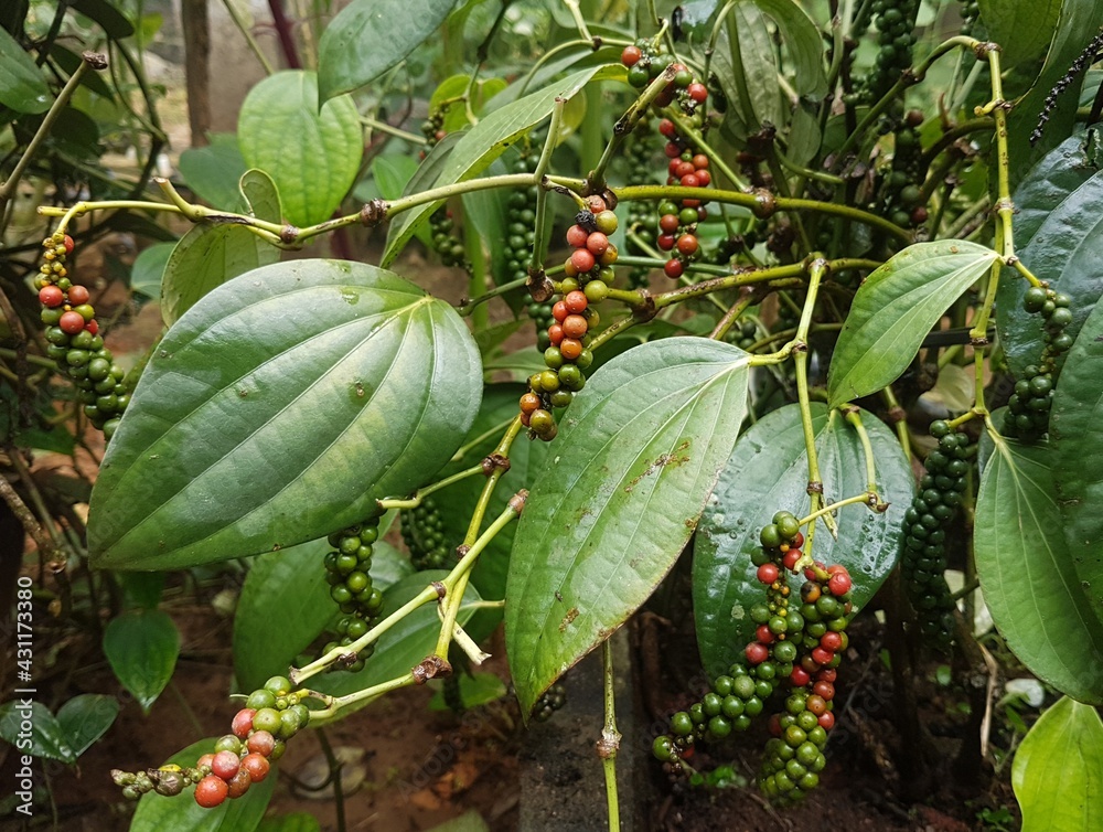 Black pepper spice plant in pepper growing plantation, farm or garden ...