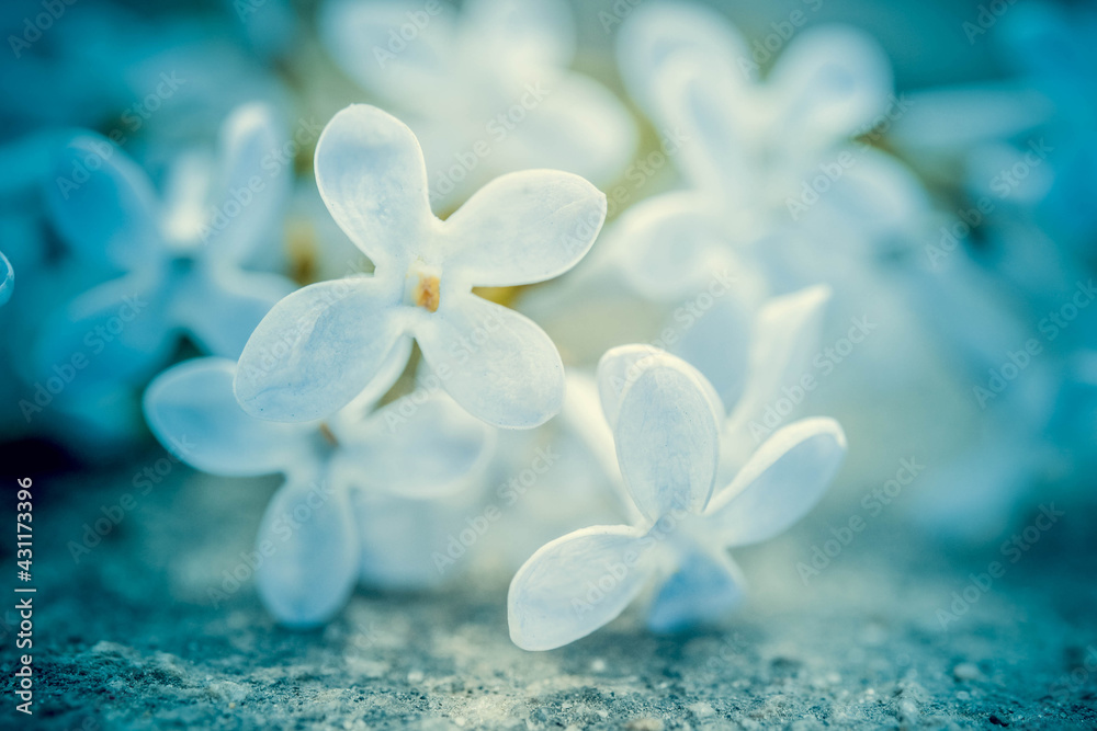 small blue flower with four petals