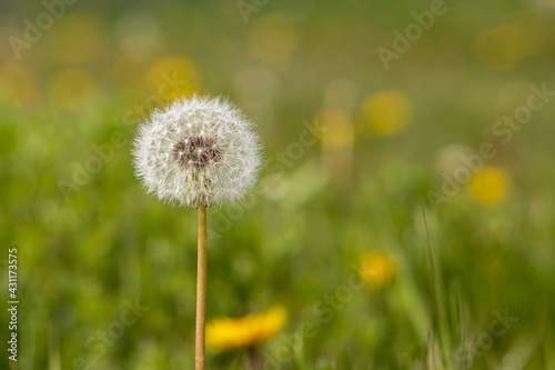 dandelion flower with seeds on green background