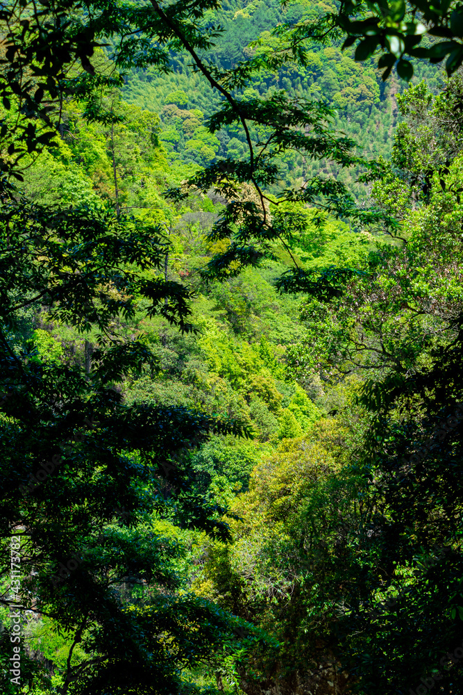The green trees in the mountains under the sun. The green trees in the mountains under the sun.