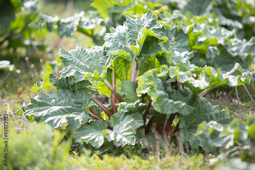 Rheum rhabarbarum, rhubarb plant in a field