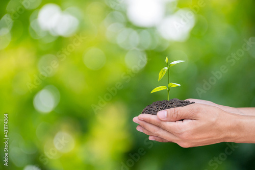 Hand holding young plant in sunshine and green nature bokeh abstract background with copy space. Eco earth day concept and eco friendly.