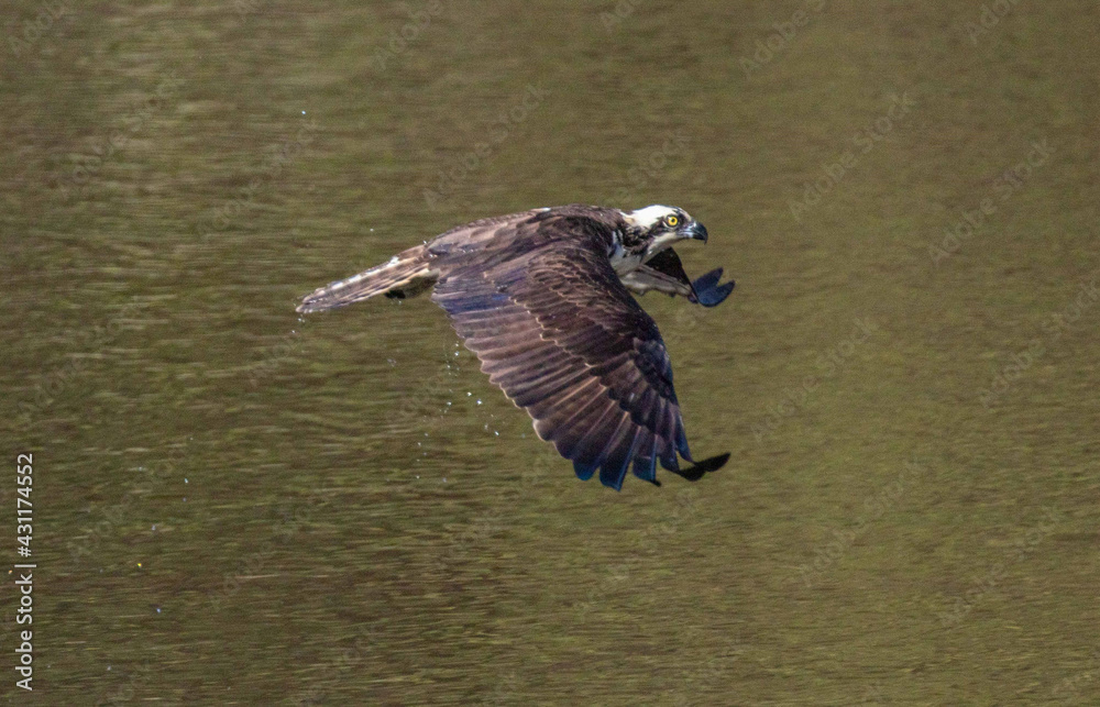 Obraz premium osprey in flight