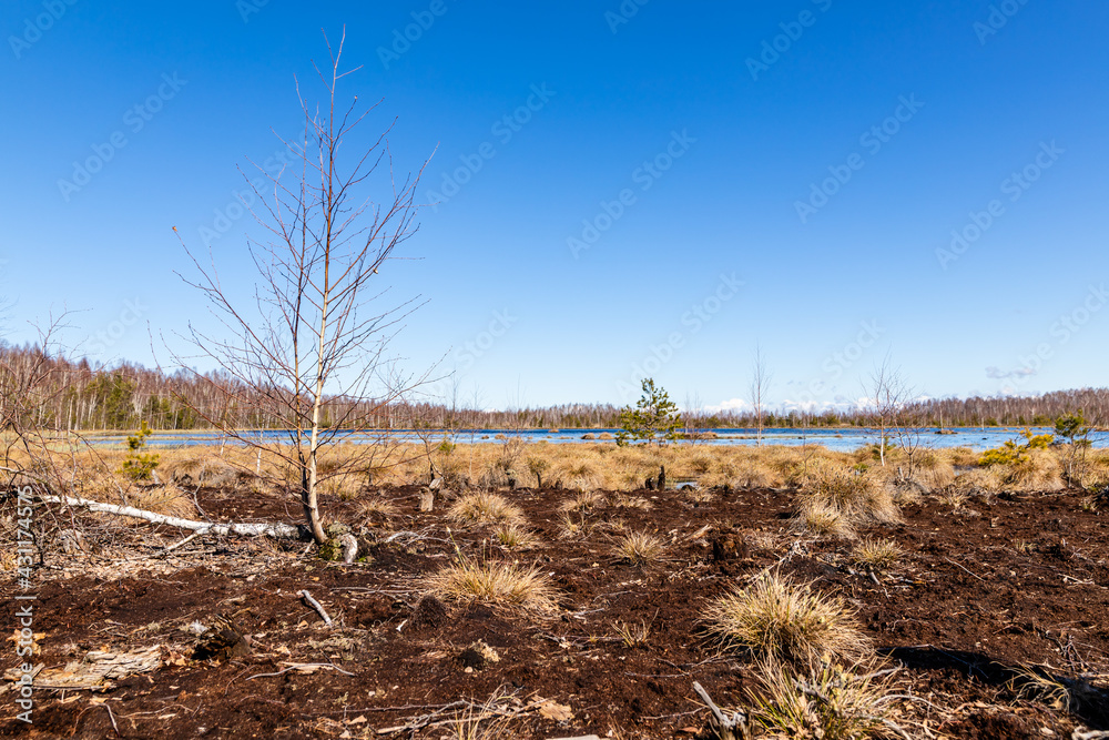Sunny bright early spring day at squishy swamp. Birches is growing in wetlands, one birch is fallen left side of photo, brown bog peat in foreground, bog lake and leafless forest at background covered Sunny bright early spring day at squishy swamp. Birches is growing in wetlands, one birch is fallen left side of photo, brown bog peat in foreground, bog lake and leafless forest at background covered