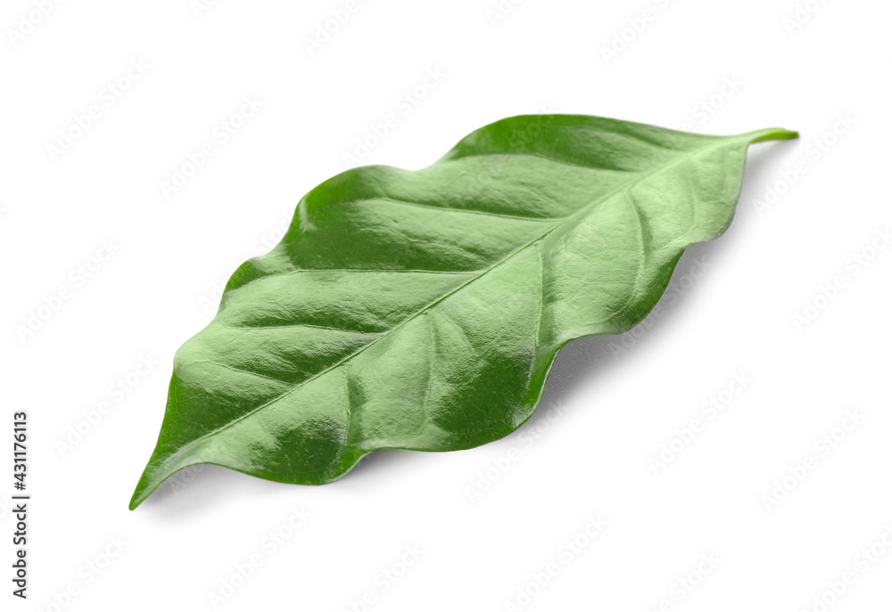 Fototapeta premium Green coffee leaf on white background