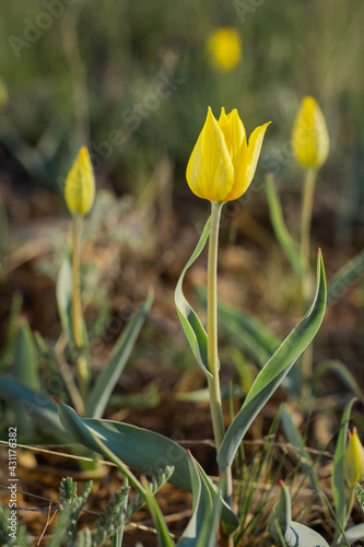 Schrenk's Tulip bloomed in the spring photo