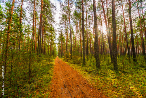 Pine forest in autumn. Beautiful nature. The sun shines through the trees. The road going through the center of the forest. Russia, Europe. View from the path. © Georgii Shipin