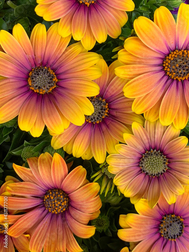 Osteospermum Flowers in the Bloom