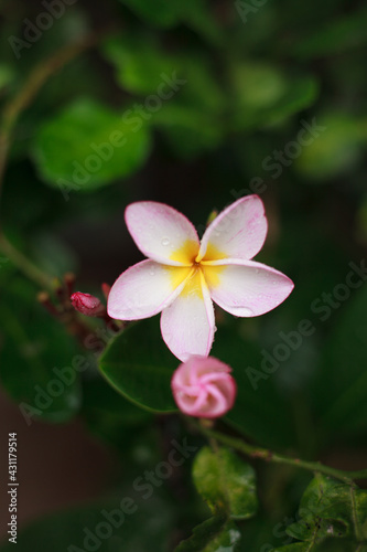 Pink flowers in rainy season garden