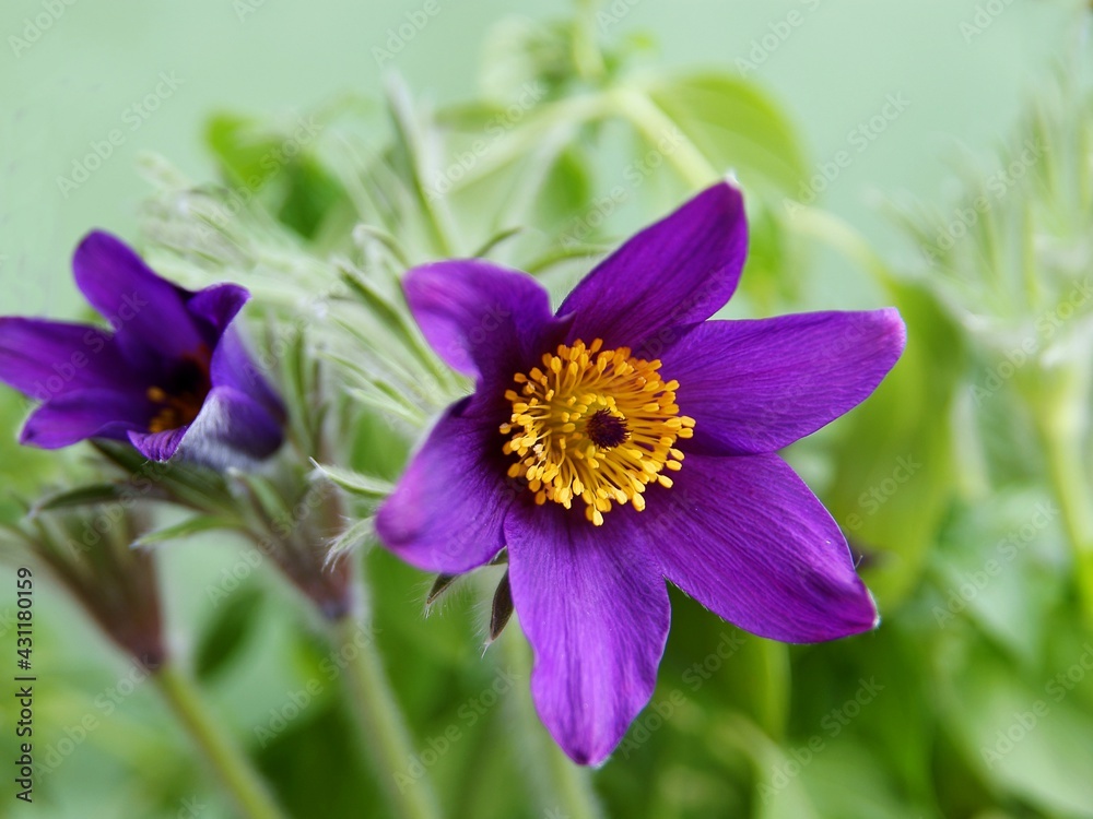 Pasque flower with lila petals and yellow pollen close up
Pasque flower with lila petals and yellow pollen close up