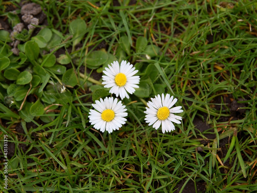 WHITE FLOWERS OF DAISIES IN GRASS ON MEADOW CLOSE UP WHITE FLOWERS OF DAISIES IN GRASS ON MEADOW CLOSE UP