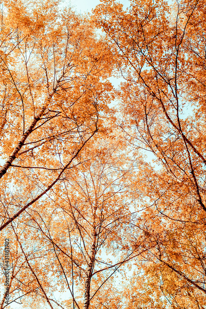 Bottom view on the tall birch trees in the golgen autumn forest under blue sky. Indian summer. Instagram style.Toned. Copy space Bottom view on the tall birch trees in the golgen autumn forest under blue sky. Indian summer. Instagram style.Toned. Copy space