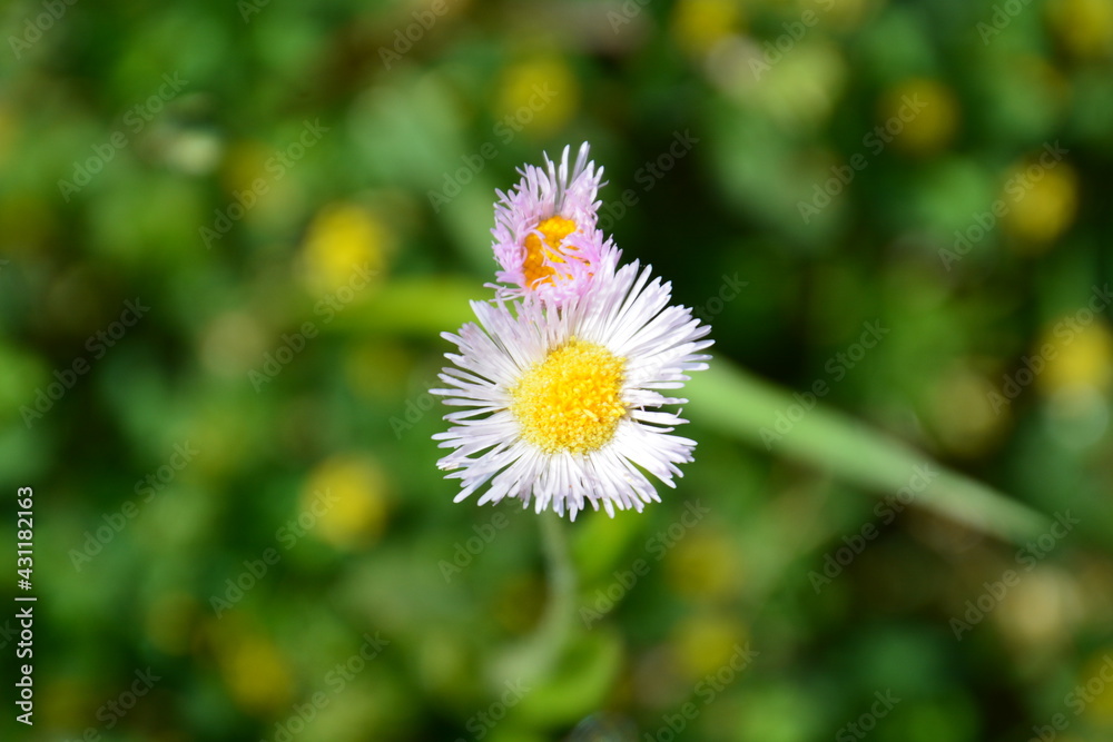 Obraz premium 自然の草花たち