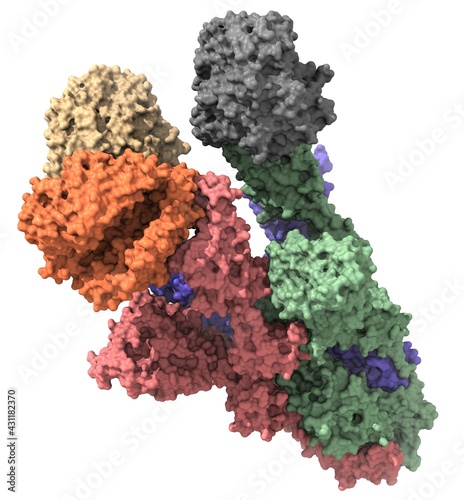 SARS-CoV-2 spike protein ACE2 complex (open configuration, oblique view) photo