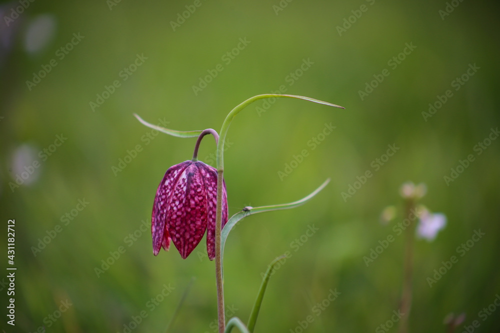 Snake's head fritillary (Fritillaria meleagris) close-up view growing in field Snake's head fritillary (Fritillaria meleagris) close-up view growing in field