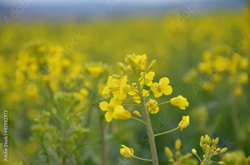 field of yellow flowers © Beate