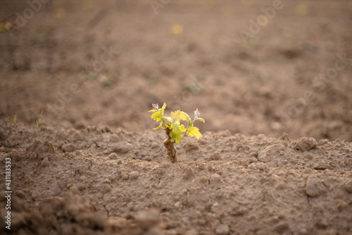 Young grape seedling in ground, vine sapling in the soil