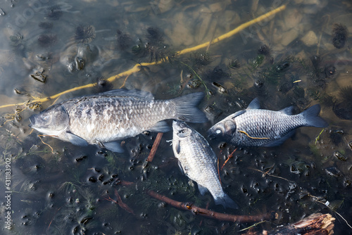 The dead fishs on the shore of the lake