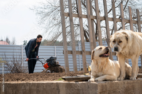 A young man digs the ground in the garden with a motorcultivator. dogs are lying next to the garden, helping the owner to work photo