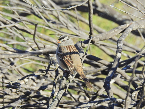 A white-crowned sparrow perched on a branch at the San Luis National Wildlife REfuge, in the San Joaquin Valley, Central California. photo