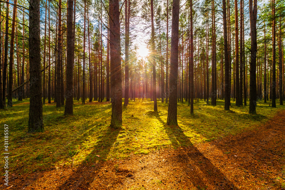 Fototapeta premium Pine forest in autumn. Beautiful nature. The sun shines through the trees. The road going through the center of the forest. Russia, Europe. View from the path.