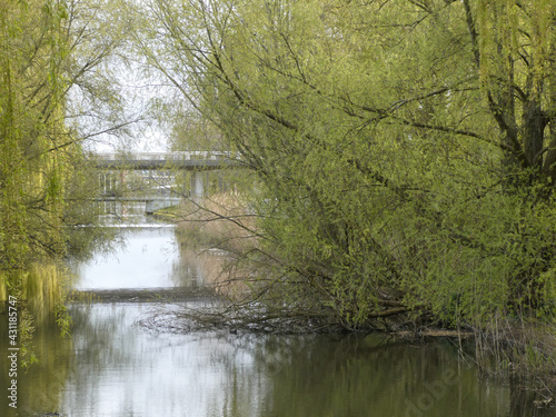 Peaceful scenery of the willow trees by the pond in the park photo