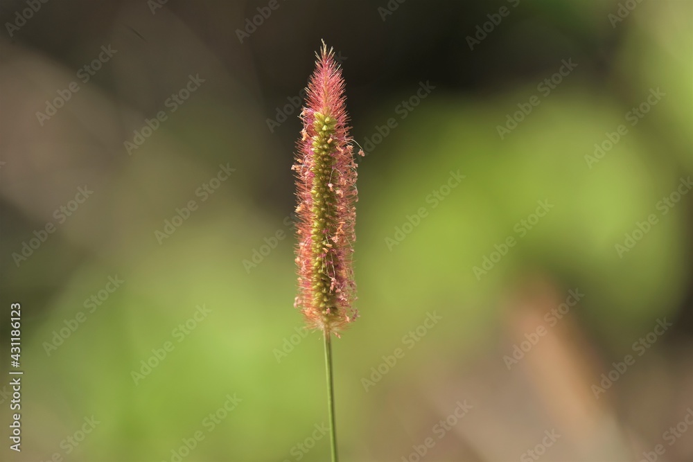 Setaria pumila is a species of grass known by many common names, including yellow foxtail, yellow bristle-grass, pigeon grass, and cattail grass.