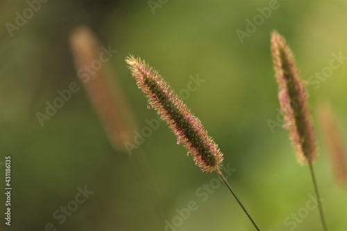 Setaria pumila is a species of grass known by many common names, including yellow foxtail, yellow bristle-grass, pigeon grass, and cattail grass.