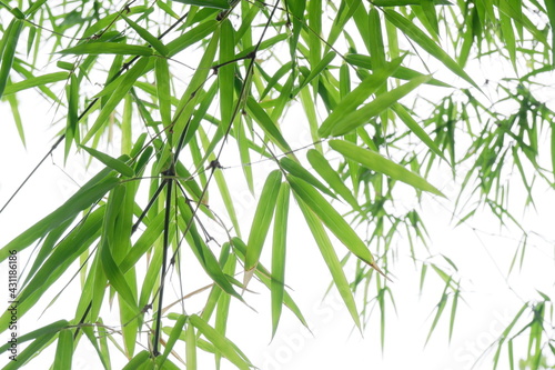 Fototapeta Naklejka Na Ścianę i Meble -  Green bamboo leaf for background.