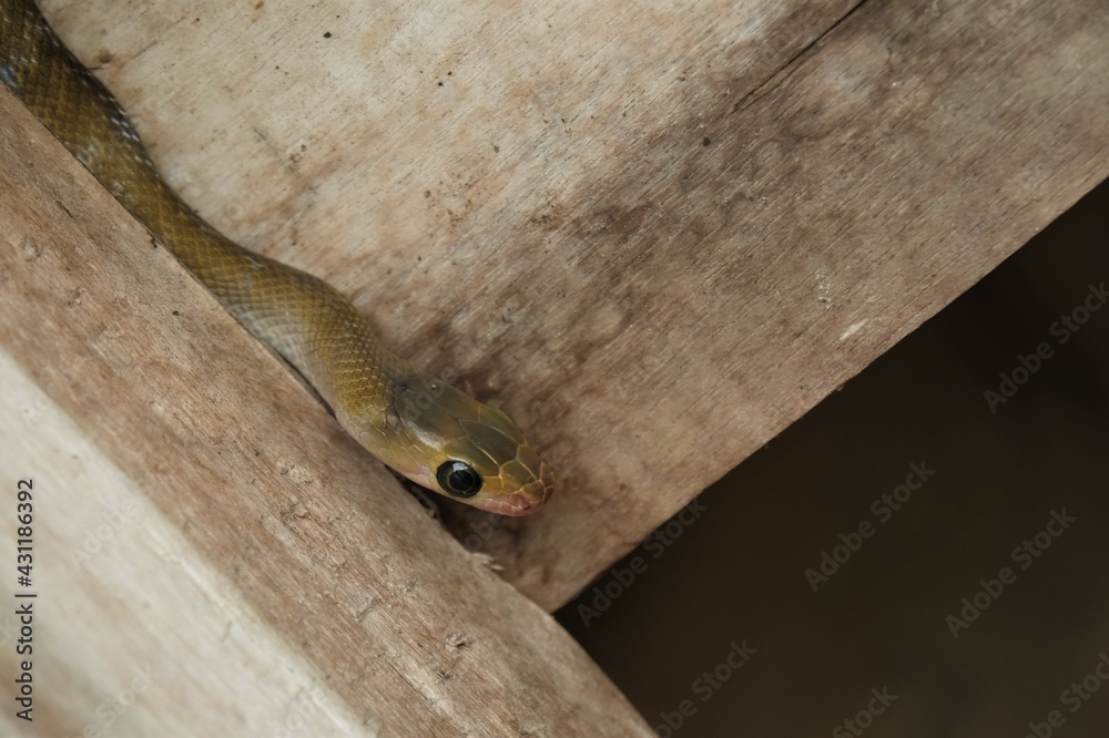A rat snake, the family Colubridae, not venomous, usually hunt and kill