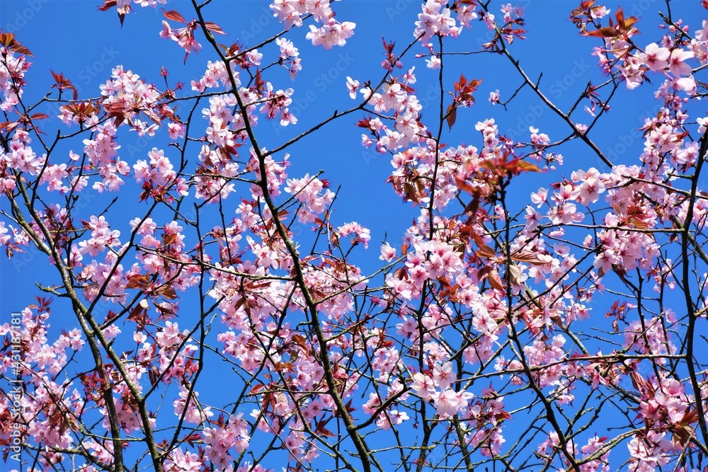 blossom in spring