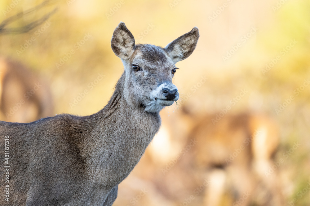 The red deer (Cervus elaphus) 