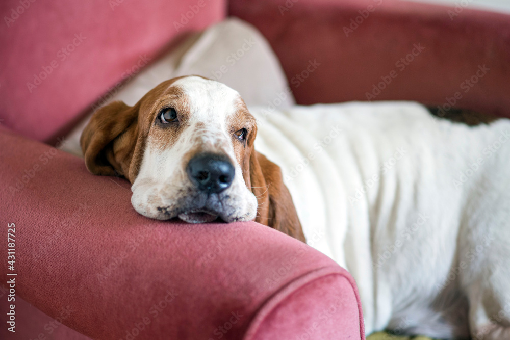 dog, bassethound, resting on the couch