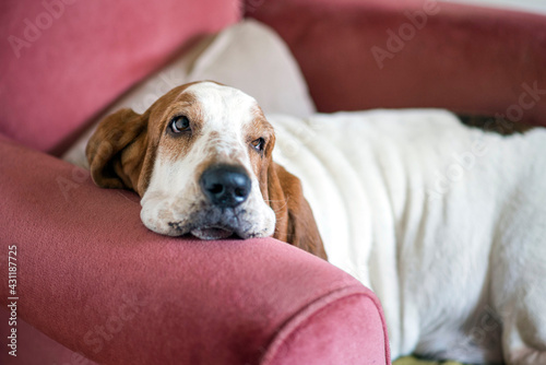 dog, bassethound, resting on the couch