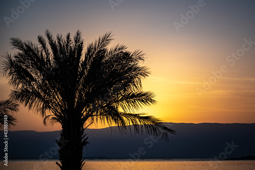 Sunrise silhouette of palm tree at the Dead Sea in Israel 