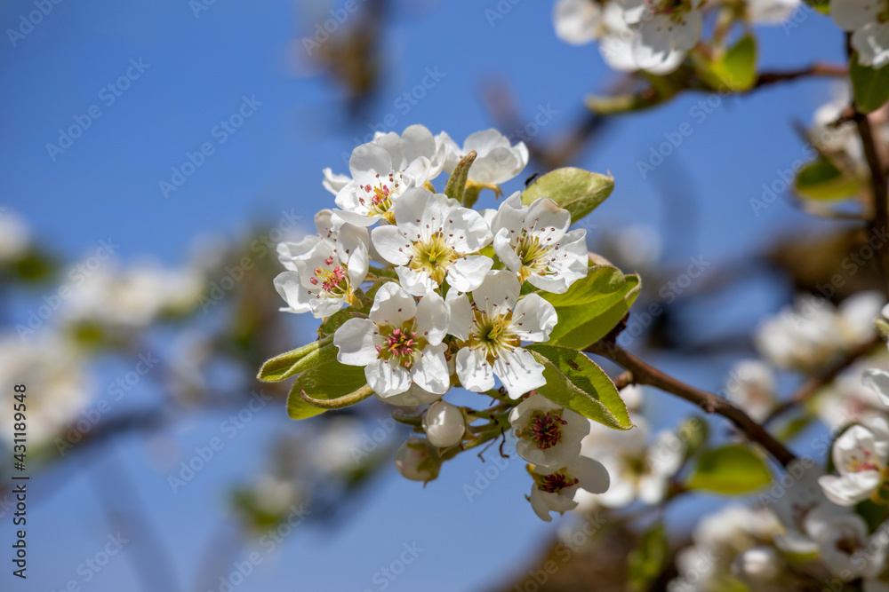 Obraz premium Apfelbaumblüte am Bodensee