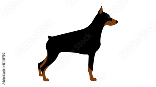 Doberman. Full height dog, side view, silhouette. Vector isolated illustration of a thoroughbred dog.