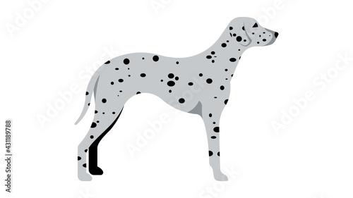 Dalmatian. Full height dog, silhouette. Vector isolated illustration of a thoroughbred dog.