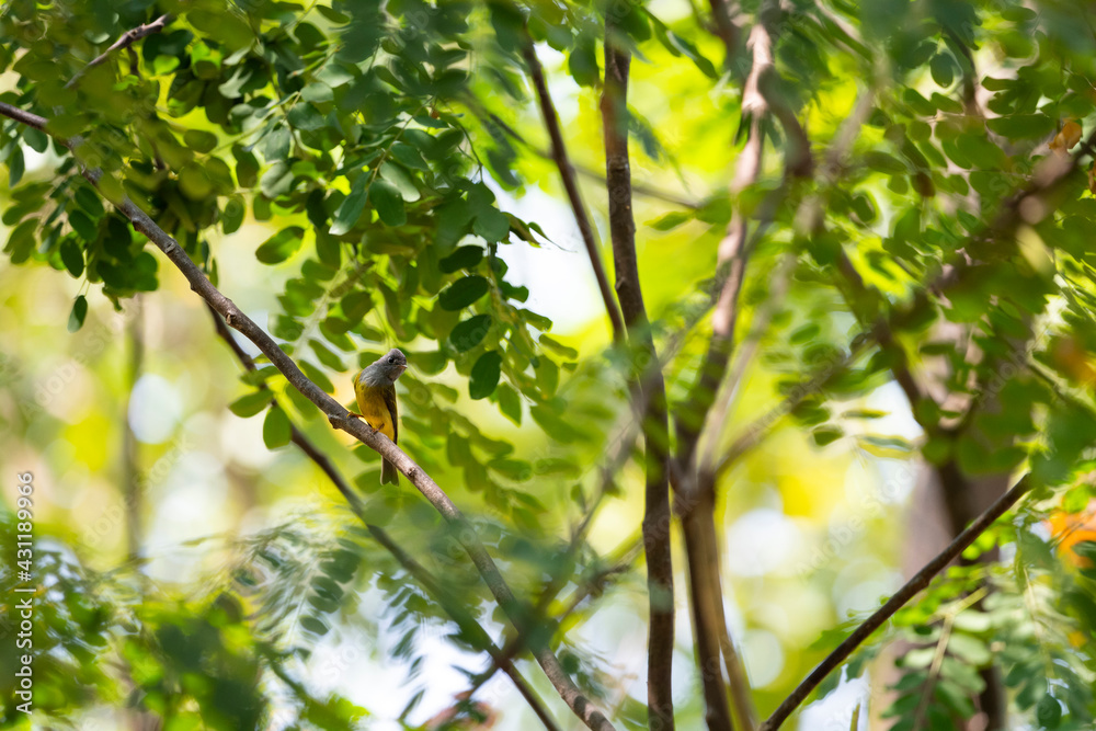 Grey - headed Canary Flycatcher Grey - headed Canary Flycatcher