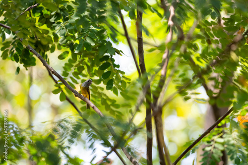 Grey - headed Canary Flycatcher © pichaitun