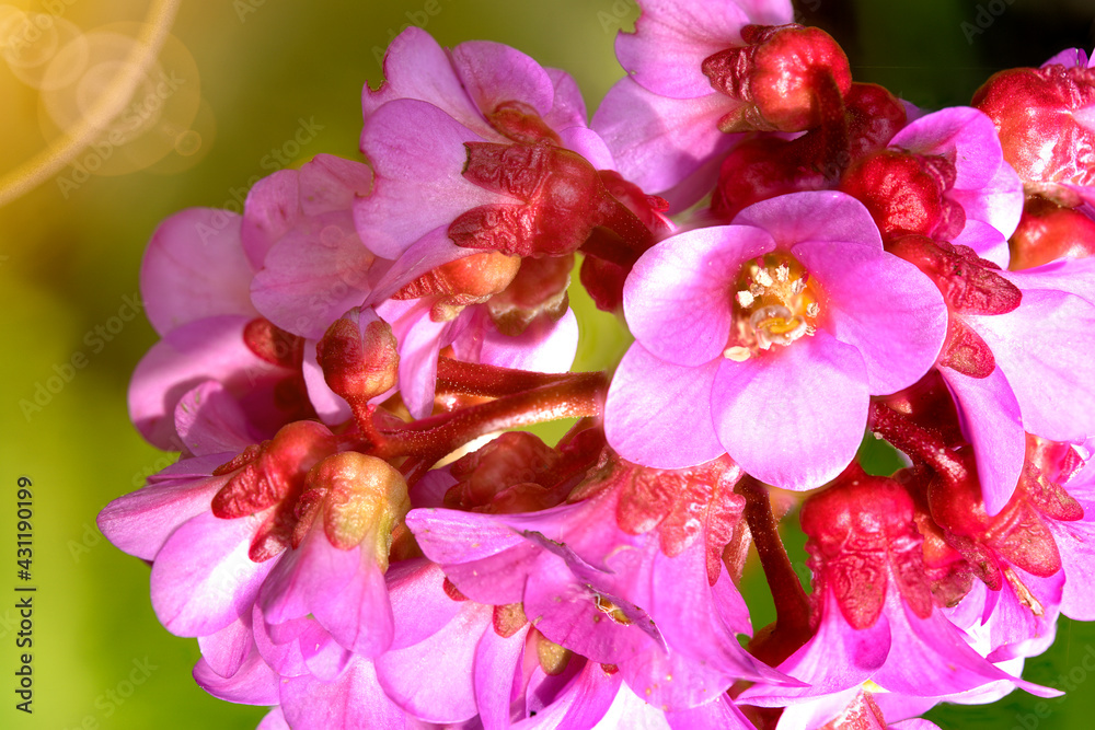 Ultra macro of a thick-leaved bergenia, Bergenia crassifolia, in springtime Ultra macro of a thick-leaved bergenia, Bergenia crassifolia, in springtime