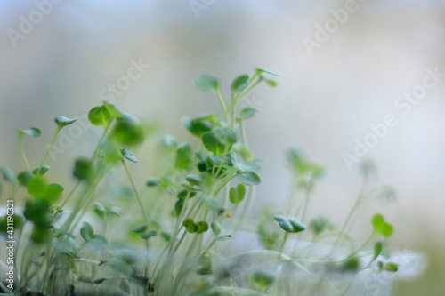 selective focus. arugula microgreens in container. Sprouting Microgreens. Seed Germination at home. Vegan and healthy eating concept. Sprouted arugula Seeds, Micro greens. Growing sprouts.
